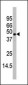 MAPK11 Antibody (C-term)